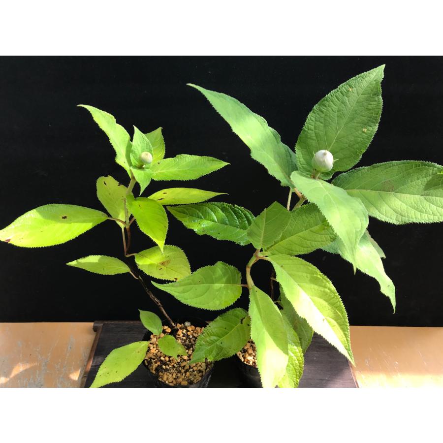 タマアジサイ 玉紫陽花 八重咲種 : やまおか碧山苑ヤフー店 タマアジサイ 玉紫陽花 八重咲種 : やまおか碧山苑ヤフー店