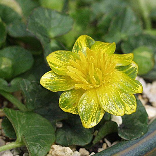 姫リュウキンカ ヤッフル 山野草 Yahhuru やまおか碧山苑ヤフー店 通販 Yahoo ショッピング