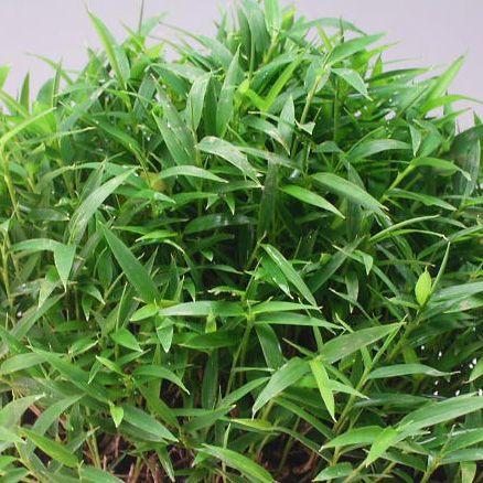 屋久島笹 ヤクシマザサ 山野草 盆栽添草 9cmポット : やまおか碧山苑