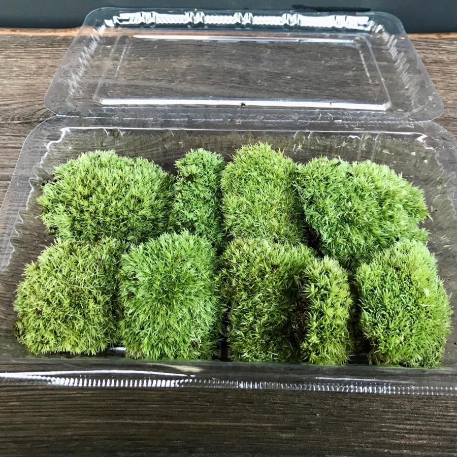 ヤマゴケ こけ 苔盆栽 コケ 苔 苔リウム テラリウム アクアリウム