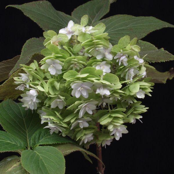 ヨウラクタマアジサイ 茶花 山野草 : やまおか碧山苑ヤフー店 - 通販