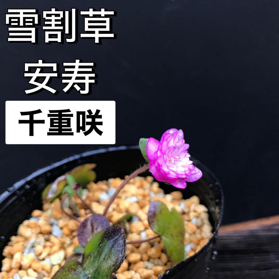 雪割草　千重咲　『幽愁』　２芽品 雪割草 安寿 千重咲 山野草 花苗 : やまおか碧山苑ヤフー店 - 通販