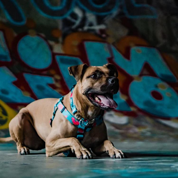 犬用 胴輪 WOOF CONCEPT ハーネス Lサイズ 全3種 ペット用品 犬 愛犬