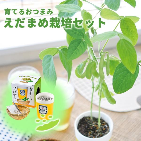 えだまめ 栽培 セット キット 家庭菜園 えだまめ栽培セット 聖新陶芸 Phongthuyvanbe Com