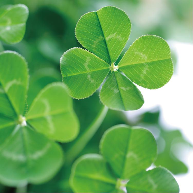 栽培キット きっとみつかる 四つ葉のクローバー栽培セット トラスト 聖新陶芸 ガーデニングキット