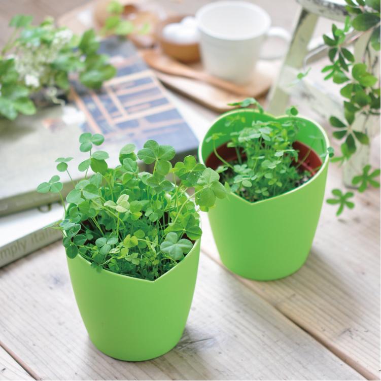 栽培キット きっとみつかる 四つ葉のクローバー栽培セット トラスト 聖新陶芸 ガーデニングキット