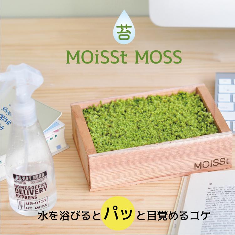 苔 栽培キット モイストモス ボックスタイプ すなごけ栽培 観葉植物 聖新