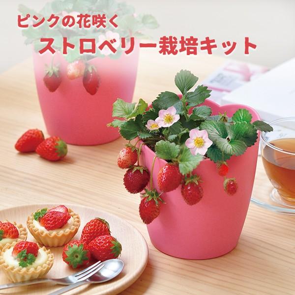 現金特価 栽培セット ストロベリー いちご 家庭菜園 ピンクの花咲く ストロベリー栽培セット Originaljustturkey Com