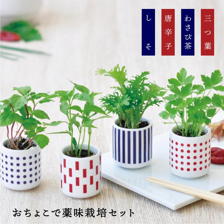 栽培キット おちょこで薬味栽培セット 全4種 しそ 唐辛子 わさび菜 三つ葉 薬味 栽培 家庭菜園 おちょこ 聖新陶芸 Sei Gd0 町の小さな雑貨屋さんアポン Apoml 通販 Yahoo ショッピング