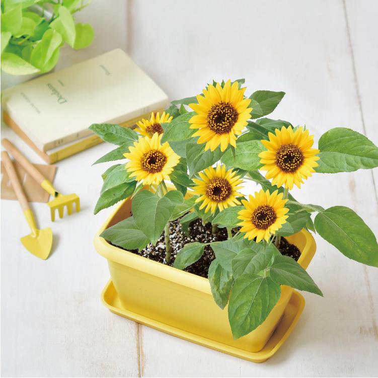 栽培キット エンジョイプランター ベジ フラワー 枝豆 ミニトマト ひまわり 全3種 聖新陶芸 家庭菜園キット Sei Gd931 町の小さな雑貨屋さんアポン Apoml 通販 Yahoo ショッピング