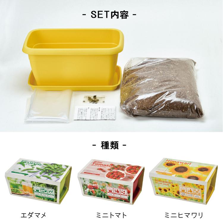 栽培キット エンジョイプランター ベジ&フラワー(枝豆・ミニトマト・ひまわり)全3種 聖新陶芸 家庭菜園キット :sei-gd931:町の小さな雑貨屋さんアポン apoml 通販 72個セット えだまめ栽培セット GD-979 おつまみ栽培 家庭菜園 家庭栽培 枝豆 ベランダ 庭 鉢 土 種 セット