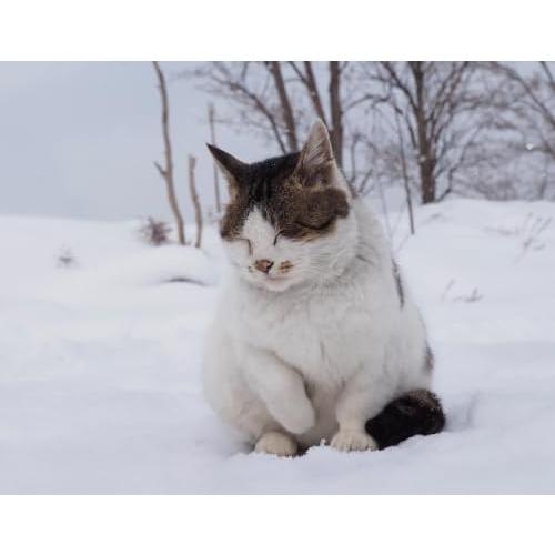 ボス猫カレンダー2027 ([カレンダー]) |  | 01