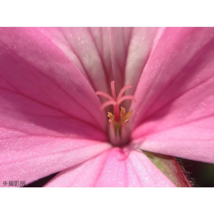 学研ステイフル Gakken Sta Ful スマホde顕微鏡 ブラックxピンク 実験 工作 Www Mantraman Com Mx