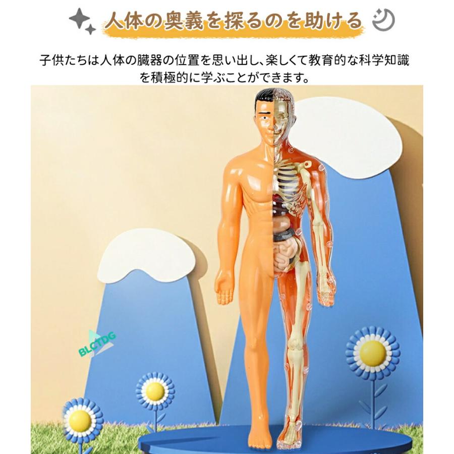 人体模型 骨格 ミニ 人体骨格模型 人体解剖学モデル 人体骨格モデル骨格標本 稼動 直立 スタンド 教材 35cm 1/5 モデル 教育用小道具 研究用の骨格系解剖学 模型 |  | 03