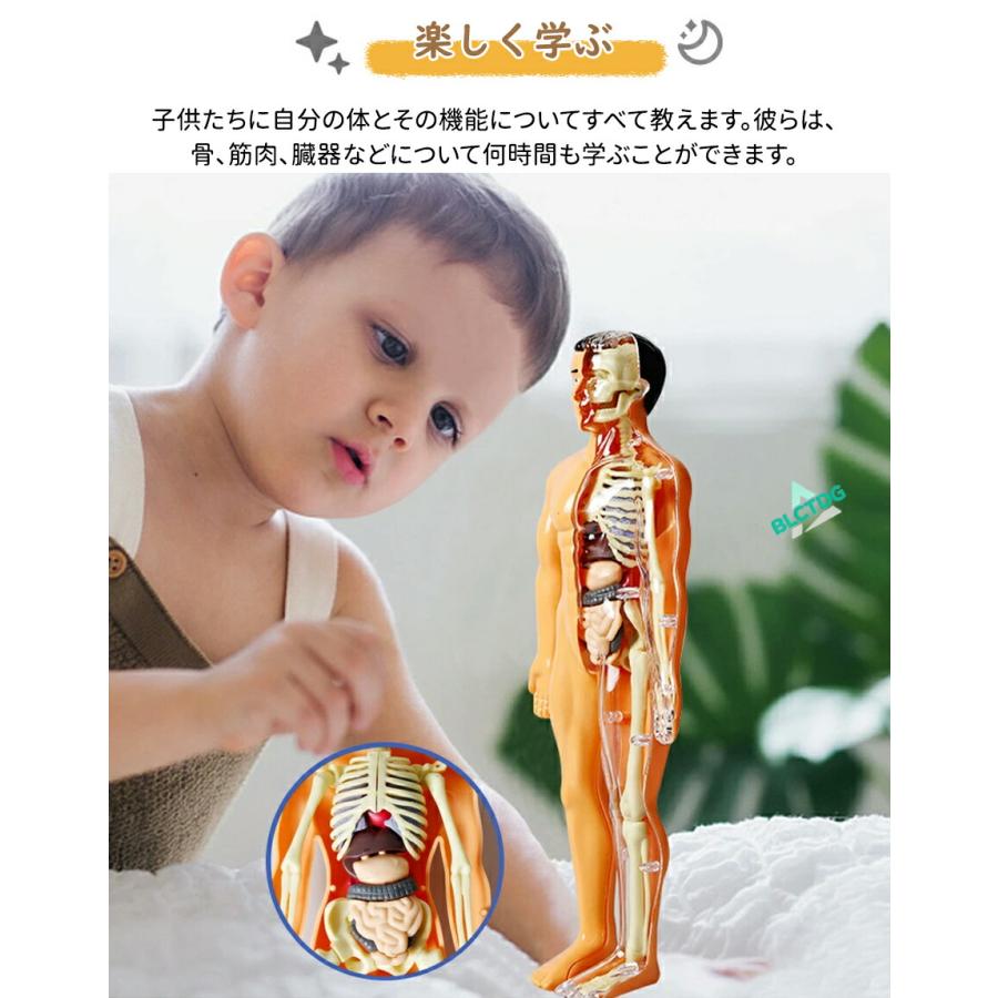 人体模型 骨格 ミニ 人体骨格模型 人体解剖学モデル 人体骨格モデル骨格標本 稼動 直立 スタンド 教材 35cm 1/5 モデル 教育用小道具 研究用の骨格系解剖学 模型 |  | 04