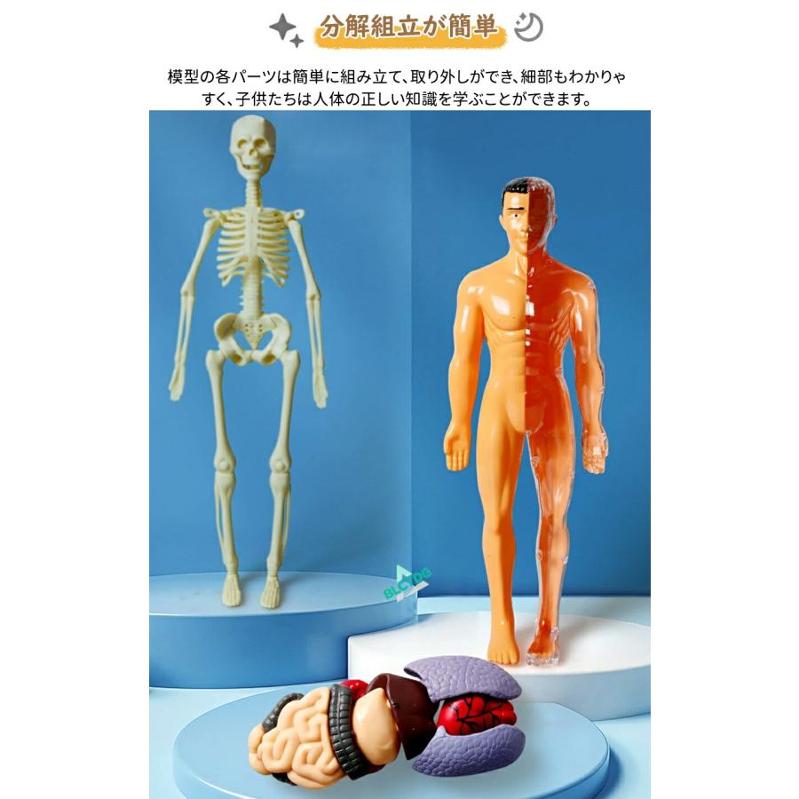 人体模型 骨格 ミニ 人体骨格模型 人体解剖学モデル 人体骨格モデル骨格標本 稼動 直立 スタンド 教材 35cm 1/5 モデル 教育用小道具 研究用の骨格系解剖学 模型 |  | 05