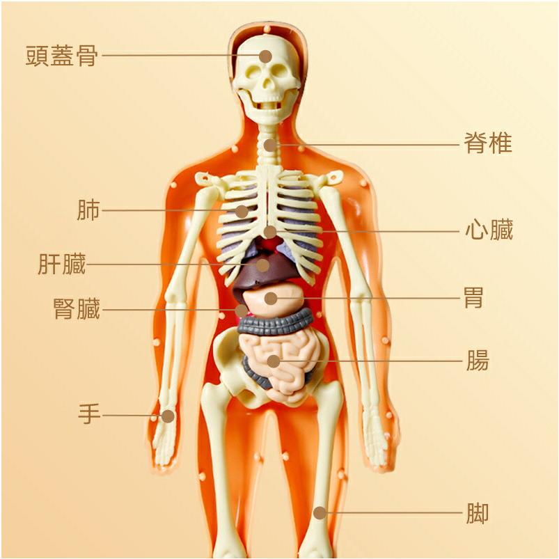 人体模型 骨格 ミニ 人体骨格模型 人体解剖学モデル 人体骨格モデル骨格標本 稼動 直立 スタンド 教材 35cm 1/5 モデル 教育用小道具 研究用の骨格系解剖学 模型 |  | 07