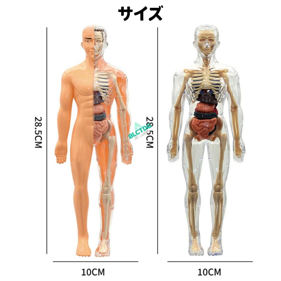人体模型 骨格 ミニ 人体骨格模型 人体解剖学モデル 人体骨格モデル骨格標本 稼動 直立 スタンド 教材 35cm 1/5 モデル 教育用小道具 研究用の骨格系解剖学 模型 |  | 09