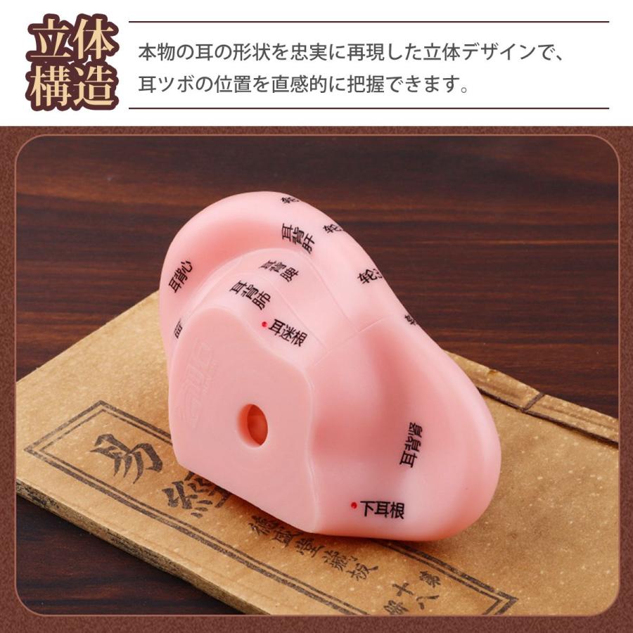 耳ツボ 模型 耳穴モデル 耳のゾーンモデル 高精細彫刻 反射区・穴位