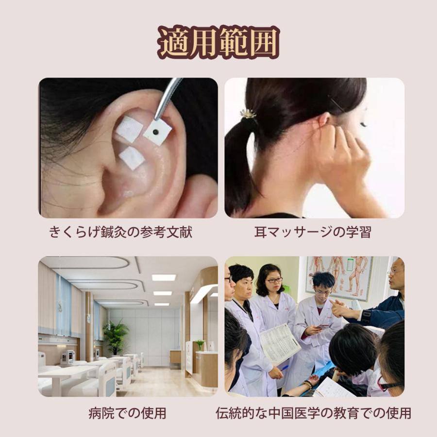 耳ツボ 模型 耳穴モデル 耳のゾーンモデル 高精細彫刻 反射区・穴位