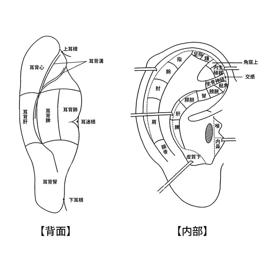 耳ツボ模型 - 経穴が表示されている耳模型【特大】 鍼灸 耳ツボ 模型 耳穴モデル 耳のゾーンモデル 高精細彫刻 反射区・穴位