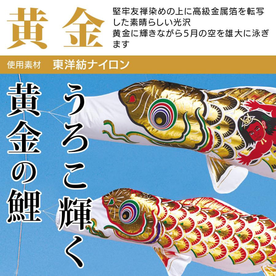 黄金に輝くうろこ☆黄金錦鯉 黄金飛龍吹流し・金太郎付黒鯉 6M
