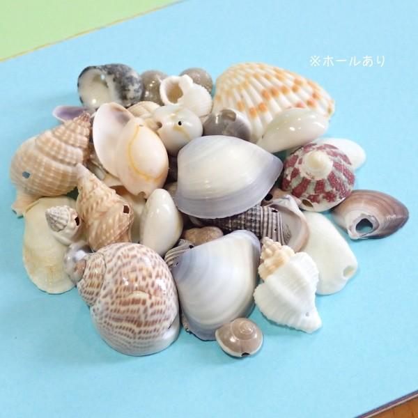 11639-『シェル』　ＤＥＣＯパーツ　シェルいろいろＭＩＸ　約５０個/１パック |  | 01