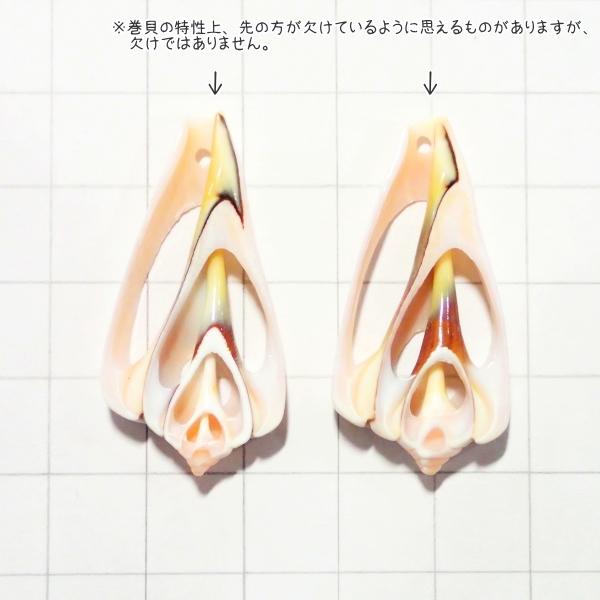 4105-『シェル』　トップホール　スライス　縦４．０cm未満（小）　２個/１パック |  | 02