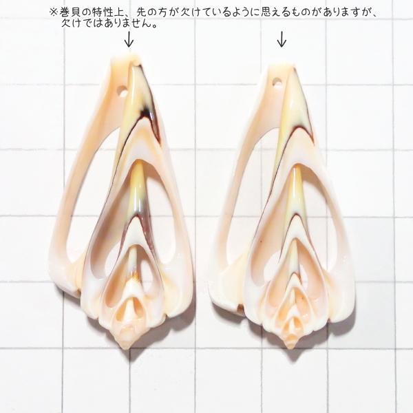 4106-『シェル』　トップホール　スライス　縦４．０cm以上４．５cm未満（中）　２個/１パック |  | 02