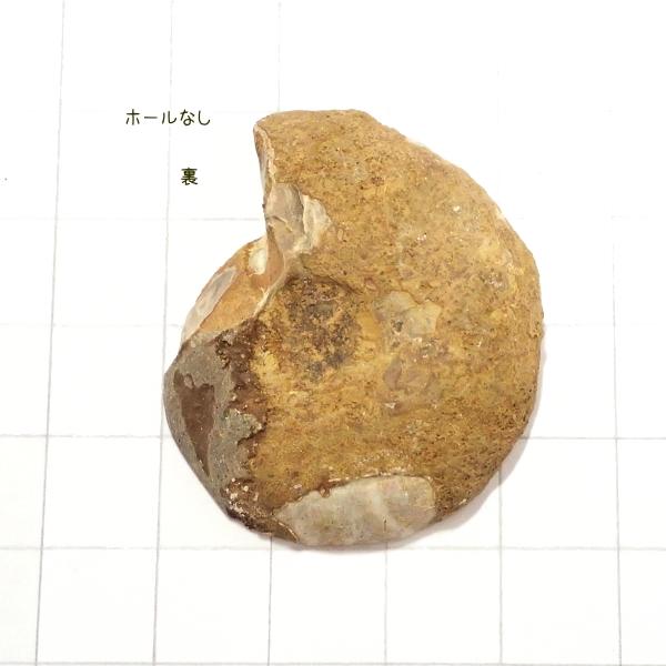 5009-『天然石ルース』　アンモナイト（ホール無）　約４０ｘ３４mm（１６．１ｇ）　１個 |  | 01