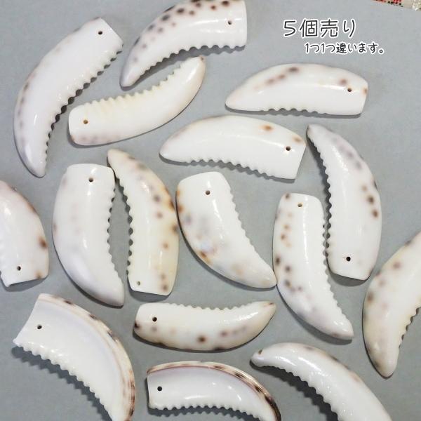 5905-『シェル』　トップホール　平均４５ｘ１５mm　５個/１パック |  | 01