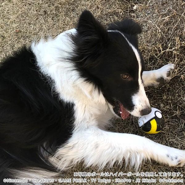 送料無料 1000円ポッキリ その他犬用おもちゃ ポケットモンスター スーパーボール Pk B2 犬 おもちゃ ペット用玩具 ポケモン Pk B2 ペットグッズショップ Hemuhemu 通販 Yahoo ショッピング