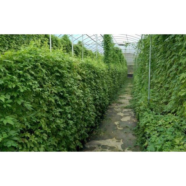 甘茶蔓(アマチャヅル茶)【絞股藍】 : 中国茶と中国茶器の専門店恒福