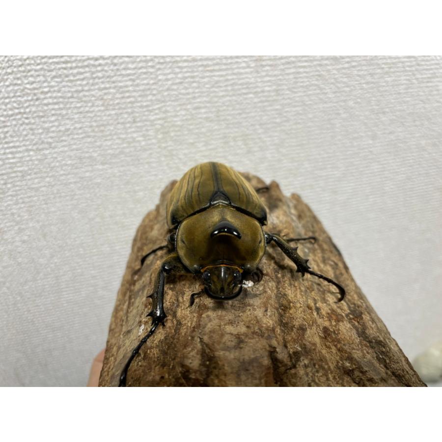 レア種]アヌビスゾウカブト成虫オス77mm サンタカタリーナ産