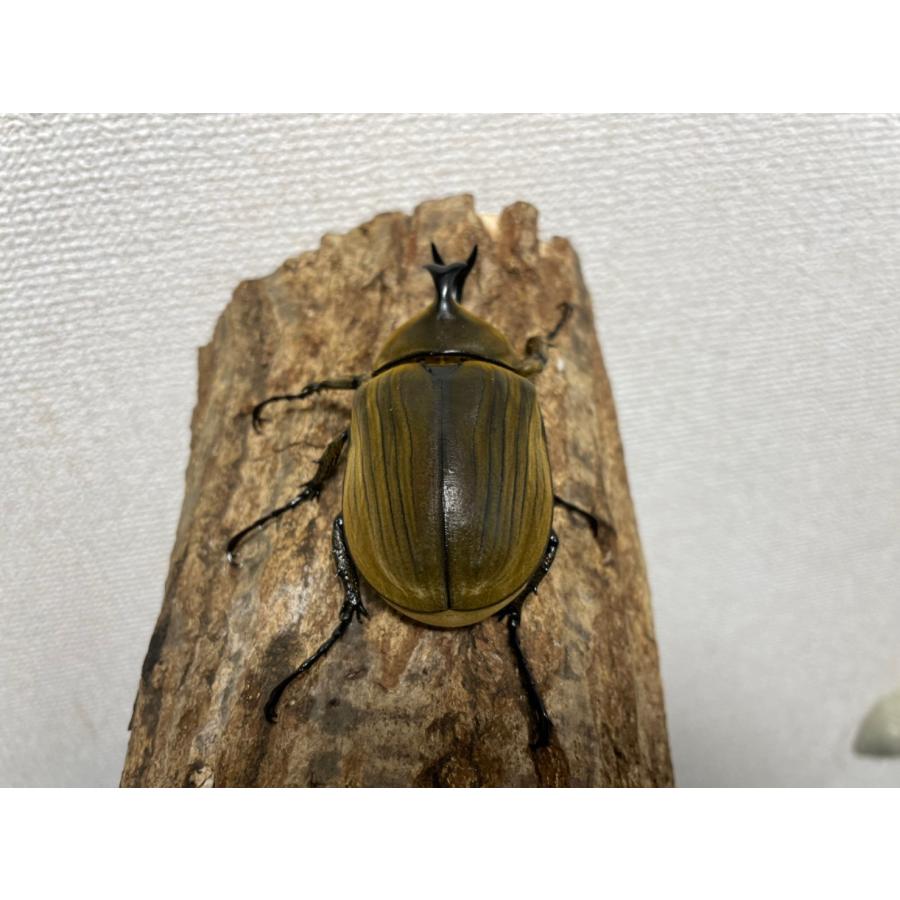 レア種]アヌビスゾウカブト成虫オス77mm サンタカタリーナ産