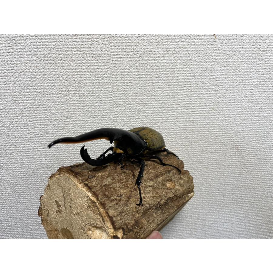 ヘラクレスオオカブト159mmオス単品(原名亜種ヘラクレスヘラクレス) : カブトムシ専門店ヘラゾウ - 通販 - Yahoo!ショッピング