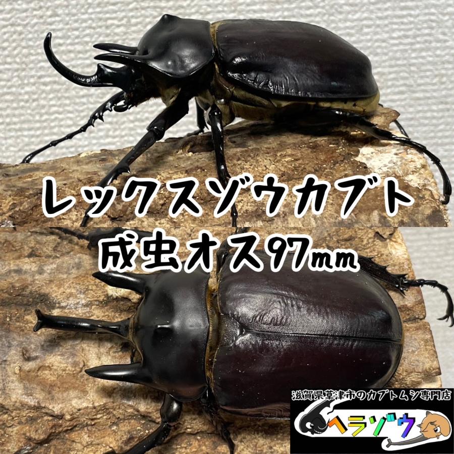 レックスゾウカブト成虫オス♂97mm(メガソマ、Mレックス、旧 レックスゾウカブト成虫オス♂97mm(メガソマ、Mレックス、旧
