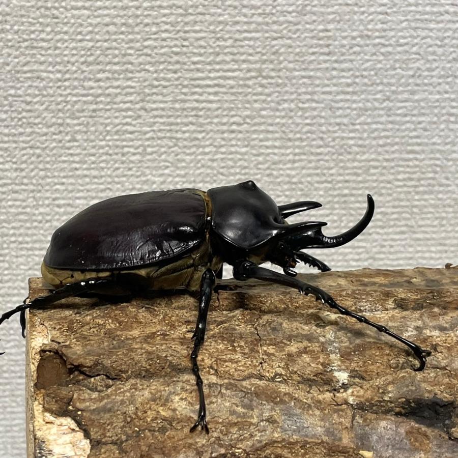 レックスゾウカブト成虫オス♂97mm(メガソマ、Mレックス、旧 レックスゾウカブト成虫オス♂97mm(メガソマ、Mレックス、旧