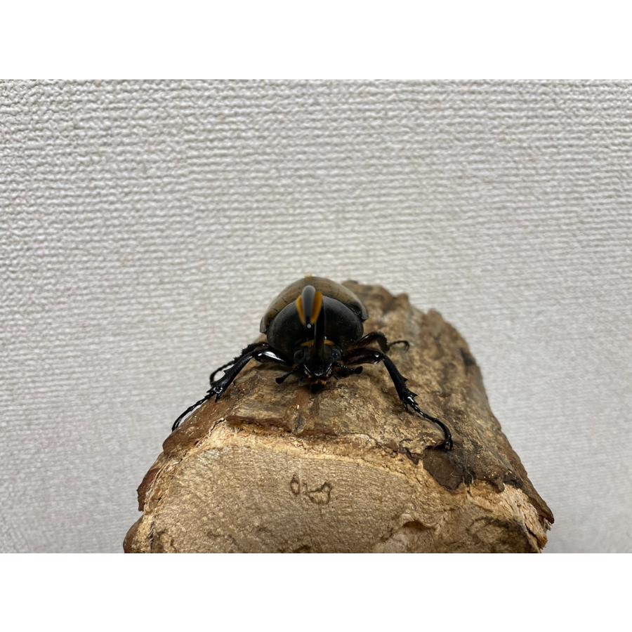 昆虫用品 ヘラクレスエクアトリアヌス成虫92mmオス（ヘラクレス 