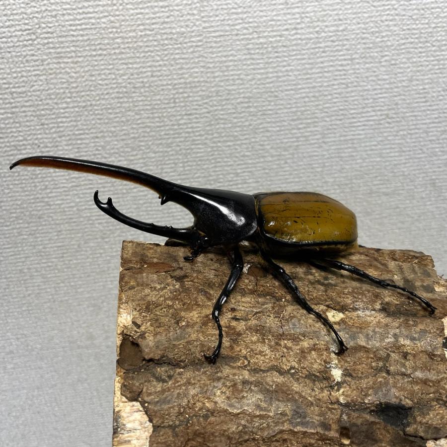 昆虫用品 [美麗]ヘラクレスエクアトリアヌス成虫148mmオス（ヘラクレス 