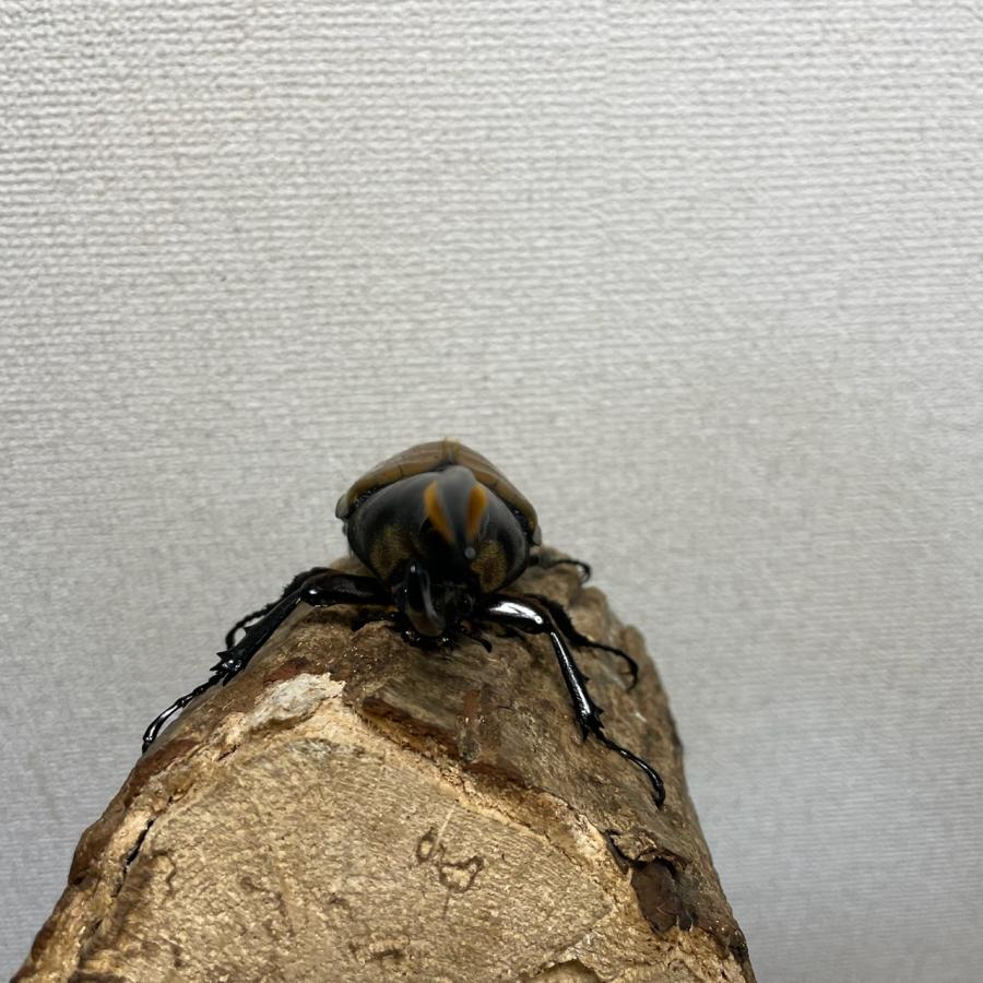 昆虫用品 [美麗]ヘラクレスエクアトリアヌス成虫148mmオス（ヘラクレス 