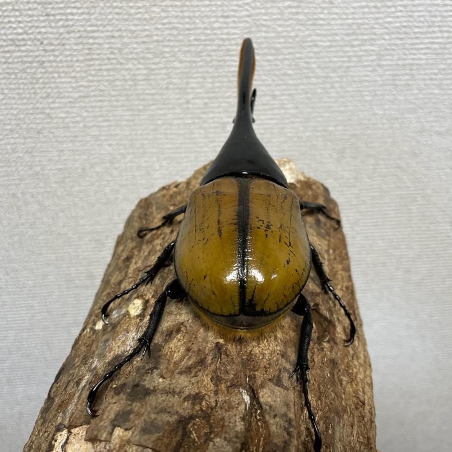 昆虫用品 [美麗]ヘラクレスエクアトリアヌス成虫148mmオス（ヘラクレス 