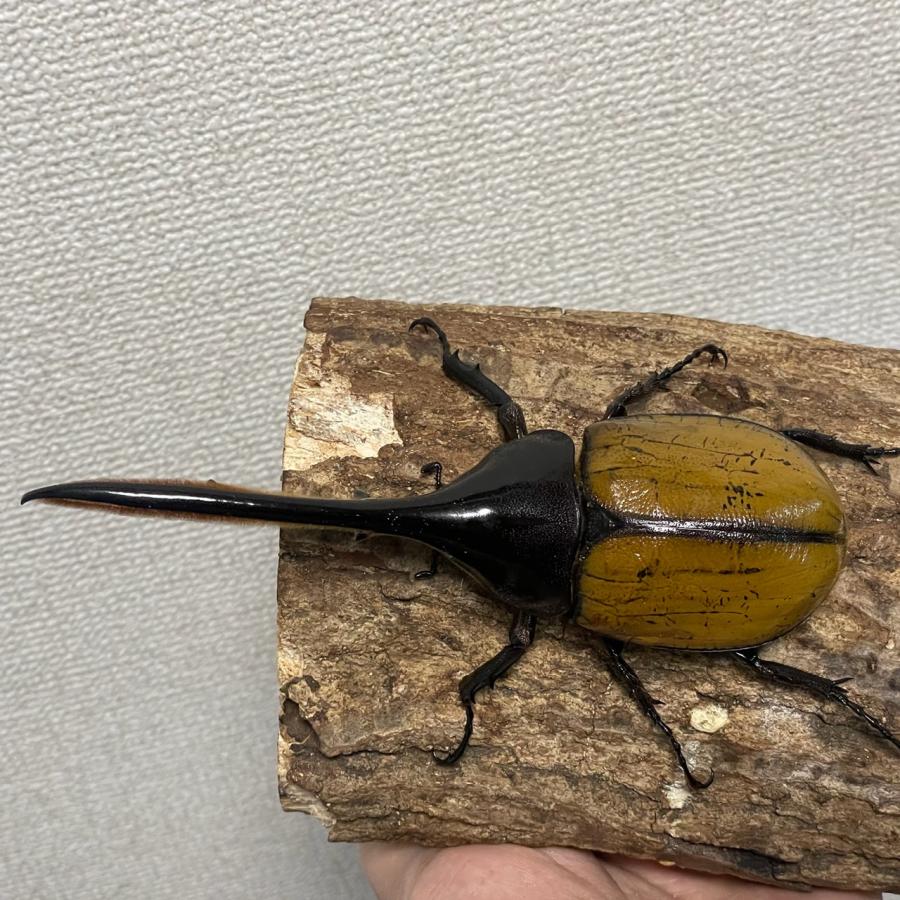 昆虫用品 [美麗]ヘラクレスエクアトリアヌス成虫148mmオス（ヘラクレス 