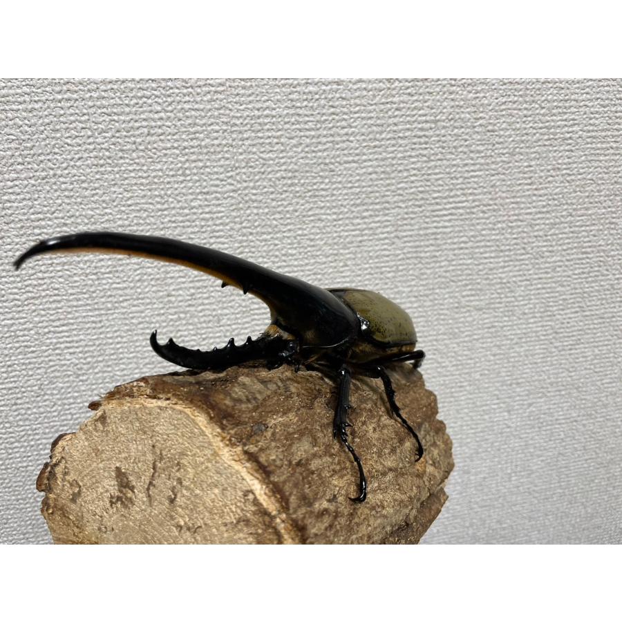 【2026年1月8日以降の発送予定】 [特大]ヘラクレスオオカブト171mmオス単品(ヘラクレスヘラクレス)親オス170mmアマゾニコ血統 【K2122350020】(75000円)