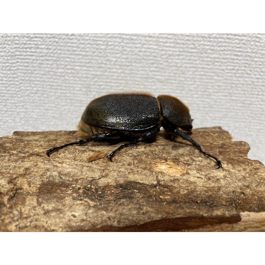 ヘラクレスパスコアリ66mm成虫メス（ヘラクレスオオカブト亜種、DHパスコアリ） 