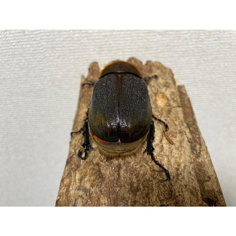 ヘラクレスパスコアリ66mm成虫メス（ヘラクレスオオカブト亜種、DHパスコアリ） 