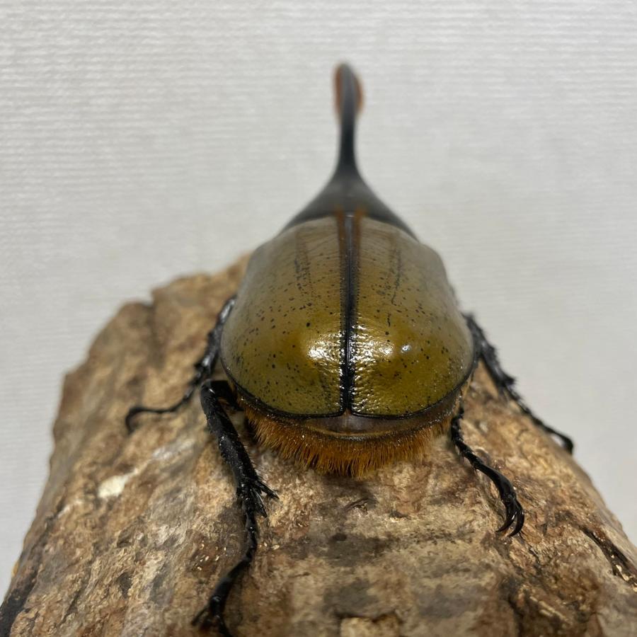 ヘラクレスオキシデンタリス122mmオス成虫（ヘラクレス