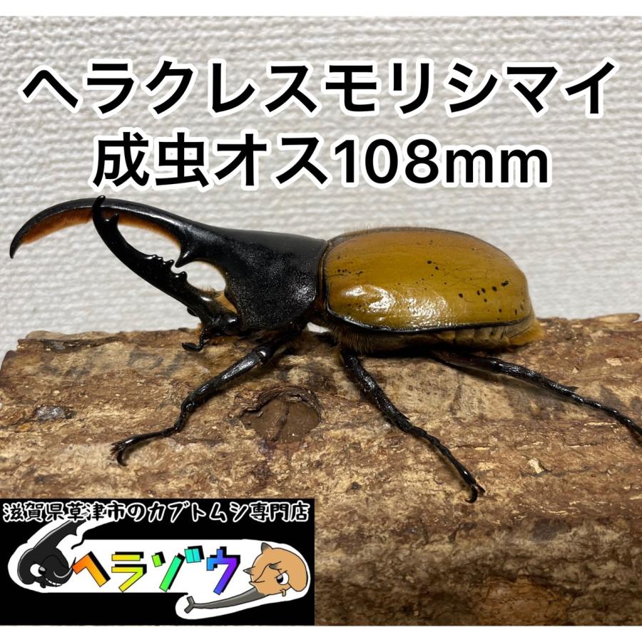 レア種]ヘラクレスモリシマイ成虫108mmオス（ヘラクレスオオカブト亜種