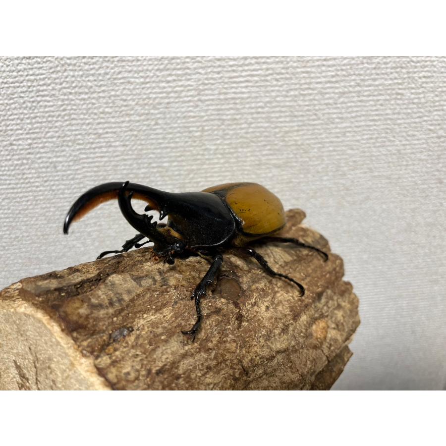 レア種]ヘラクレスモリシマイ成虫108mmオス（ヘラクレスオオカブト亜種