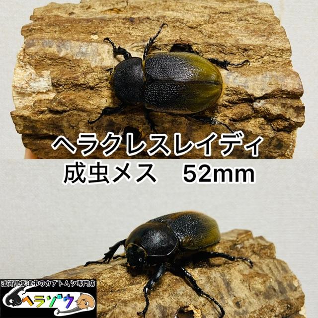 ヘラクレスレイディ成虫メス52mm（ヘラクレスオオカブト亜種、DHレイディ） : カブトムシ専門店ヘラゾウ - 通販 - Yahoo!ショッピング